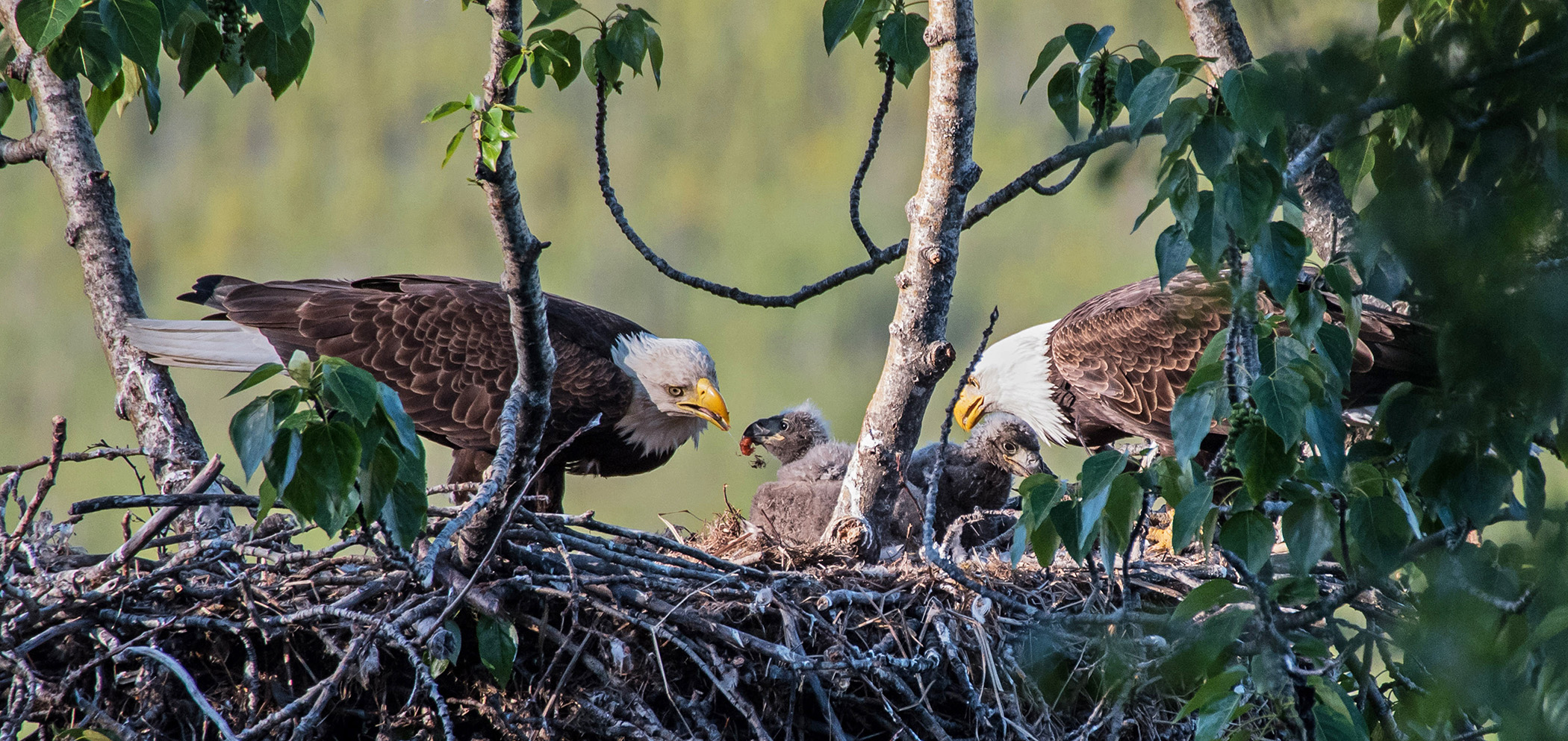 Migratory Birds Bald Eagles reduced